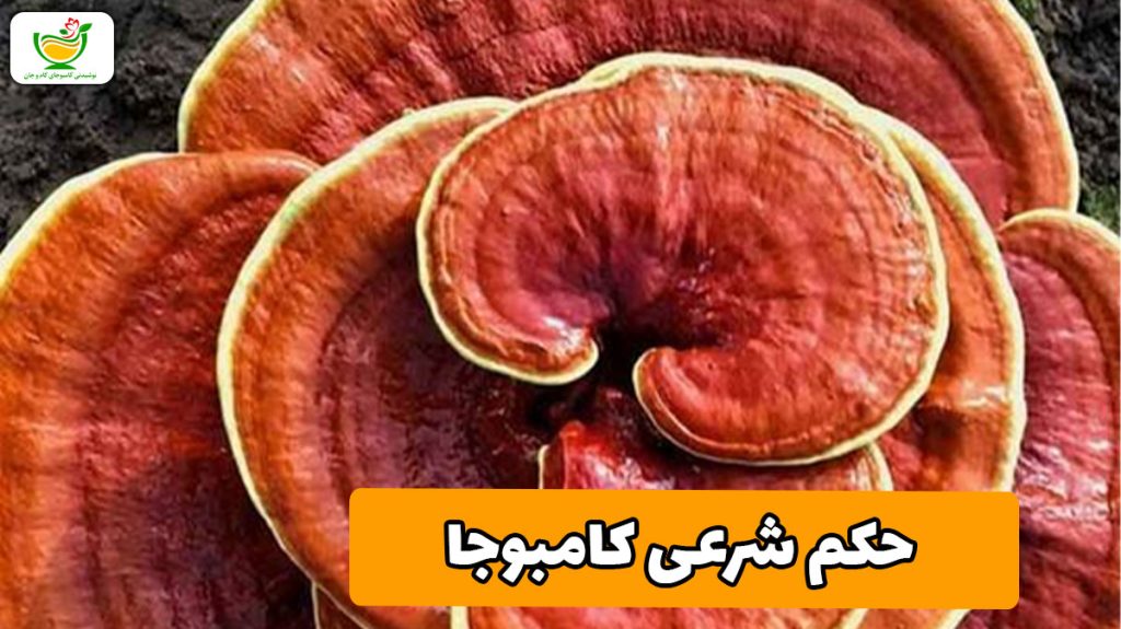 حکم شرعی قارچ کامبوجا چیست