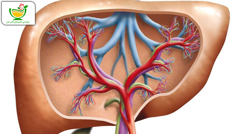 تصویری از کبد و آنزیم کبدی در سایت کام و جان